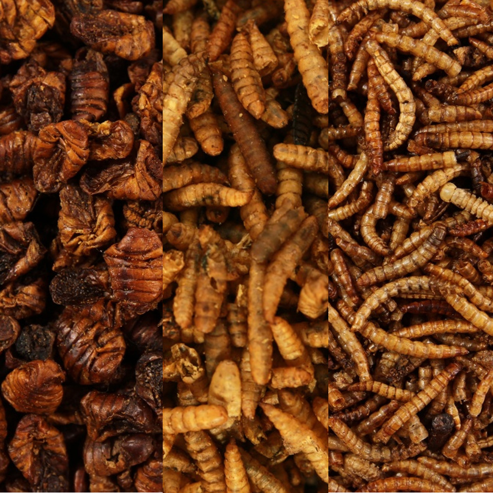 Suszony Mix Zimowy dla Dzikich Ptaków 3x1kg Mącznik Jedwabnik Hermetia